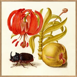 Bilde Rhinoceros Beetle 61x61