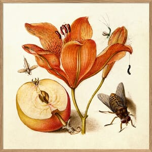 Bilde Orange Lily 61x61