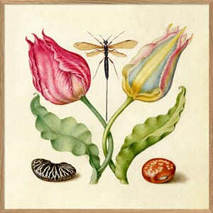 Bilde Tulips and Beans 61x61