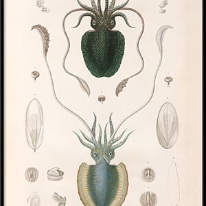 Bilde Mollusques - PL.1
