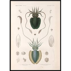 Bilde Mollusques - PL.1