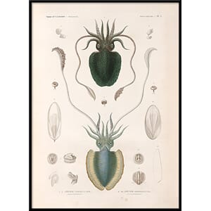 Bilde Mollusques - PL.1