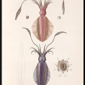 Bilde Mollusques - PL.4