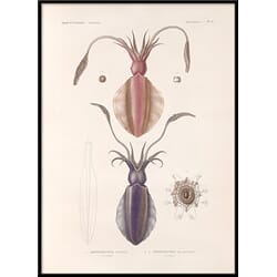 Bilde Mollusques - PL.4