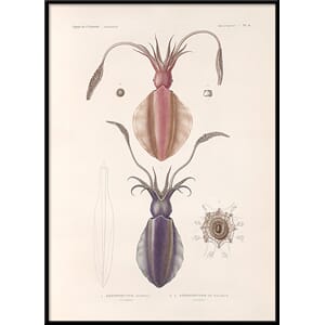 Bilde Mollusques - PL.4
