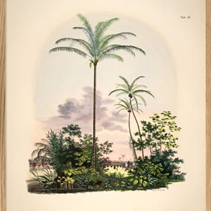 Bilde Astrocaryum vulgare. Cocos nucifera