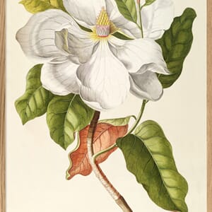 Bilde Magnolia