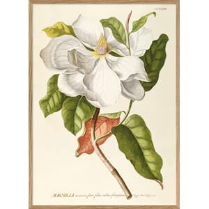Bilde Magnolia
