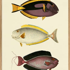 Bilde The Fishes 70x100