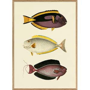 Bilde The Fishes 70x100