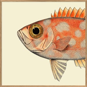 Bilde Blotched Bigeye Head
