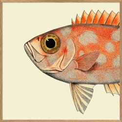 Bilde Blotched Bigeye Head