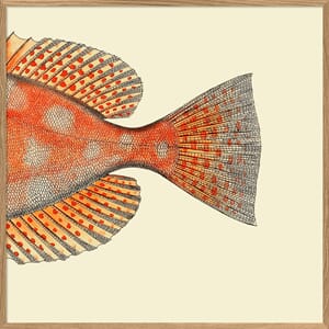 Bilde Blotched Bigeye Tail