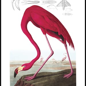 Bilde American Flamingo