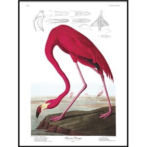 Bilde American Flamingo