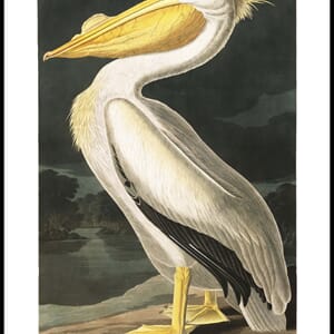 Bilde American White Pelican