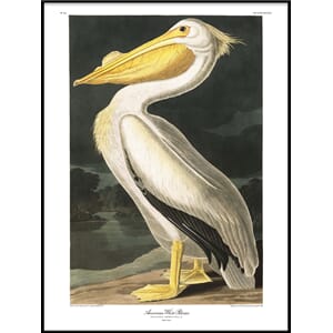 Bilde American White Pelican