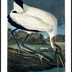 Bilde Wood Ibis