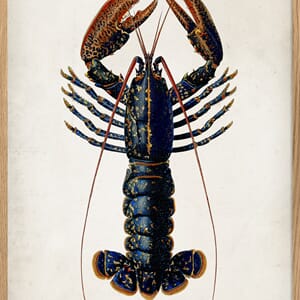 Bilde Lobster