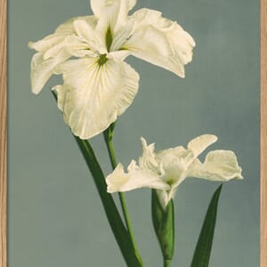 Bilde Iris Laevigata