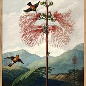 Bilde The Tree of Flowers