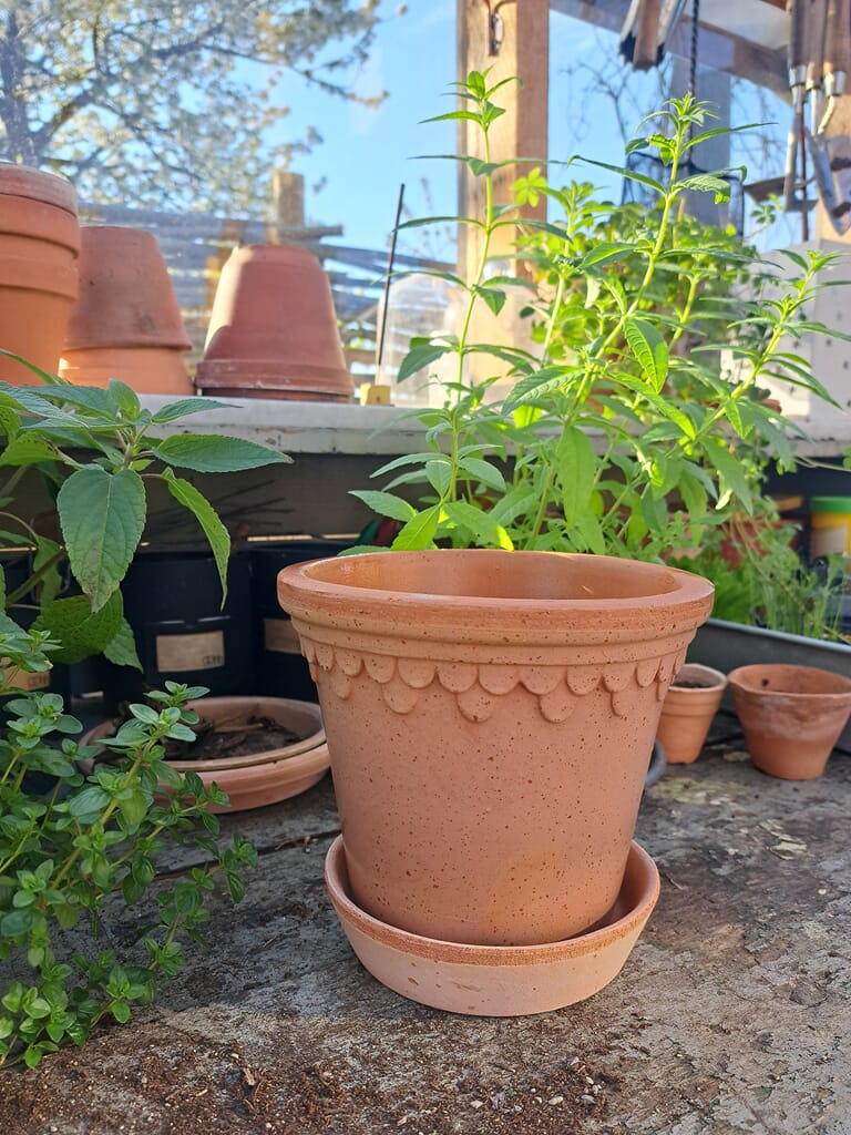 Hvordan plante i terrakottapotter?