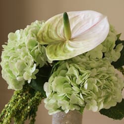 Dewdrop symphony (2).jpg