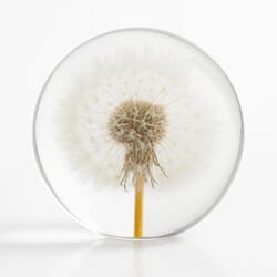 Papirvekt Løvetann 8 cm