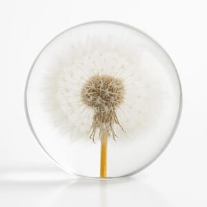 Papirvekt Løvetann 8 cm