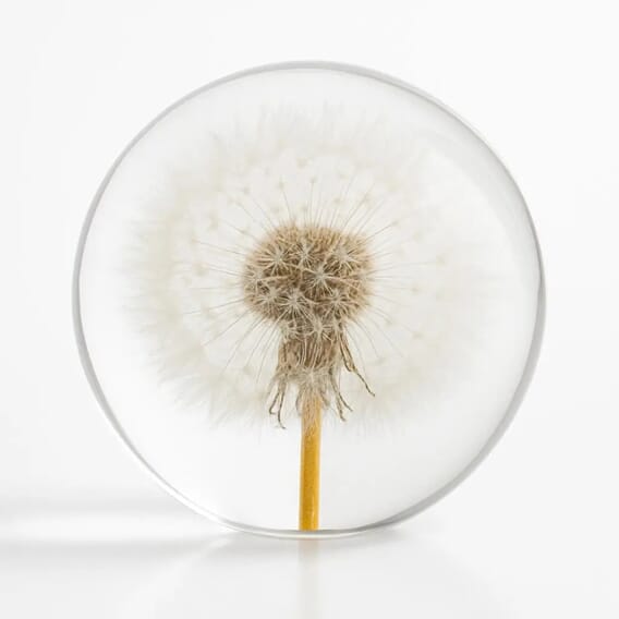 Papirvekt Løvetann 8cm.jpg