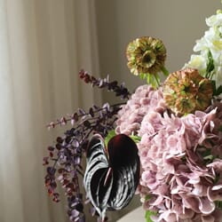 Perfectly plum (1).jpg