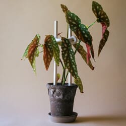 Plantepinne Folk Hinto: Pebble White