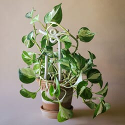 Plantepinne Folk Yuma: Pebble White