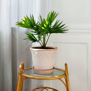 KR21S_Rel Copenhagen_rosa_palm (1).jpgWeb.jpg